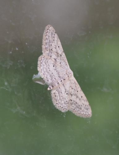 Idaea seriata